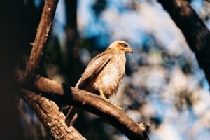 Fedwatch Turns Hawkish With 57% Odds of September Rate Increase