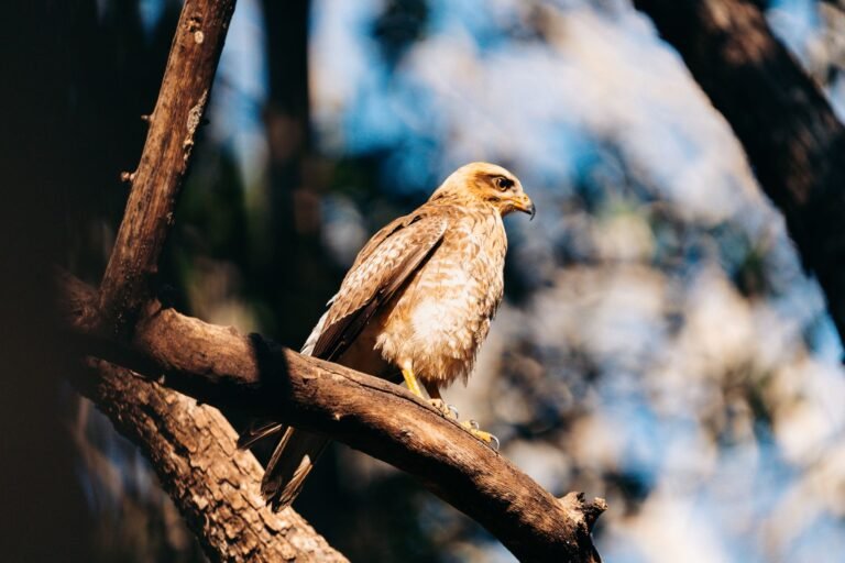 Fedwatch Turns Hawkish With 57% Odds of September Rate Increase