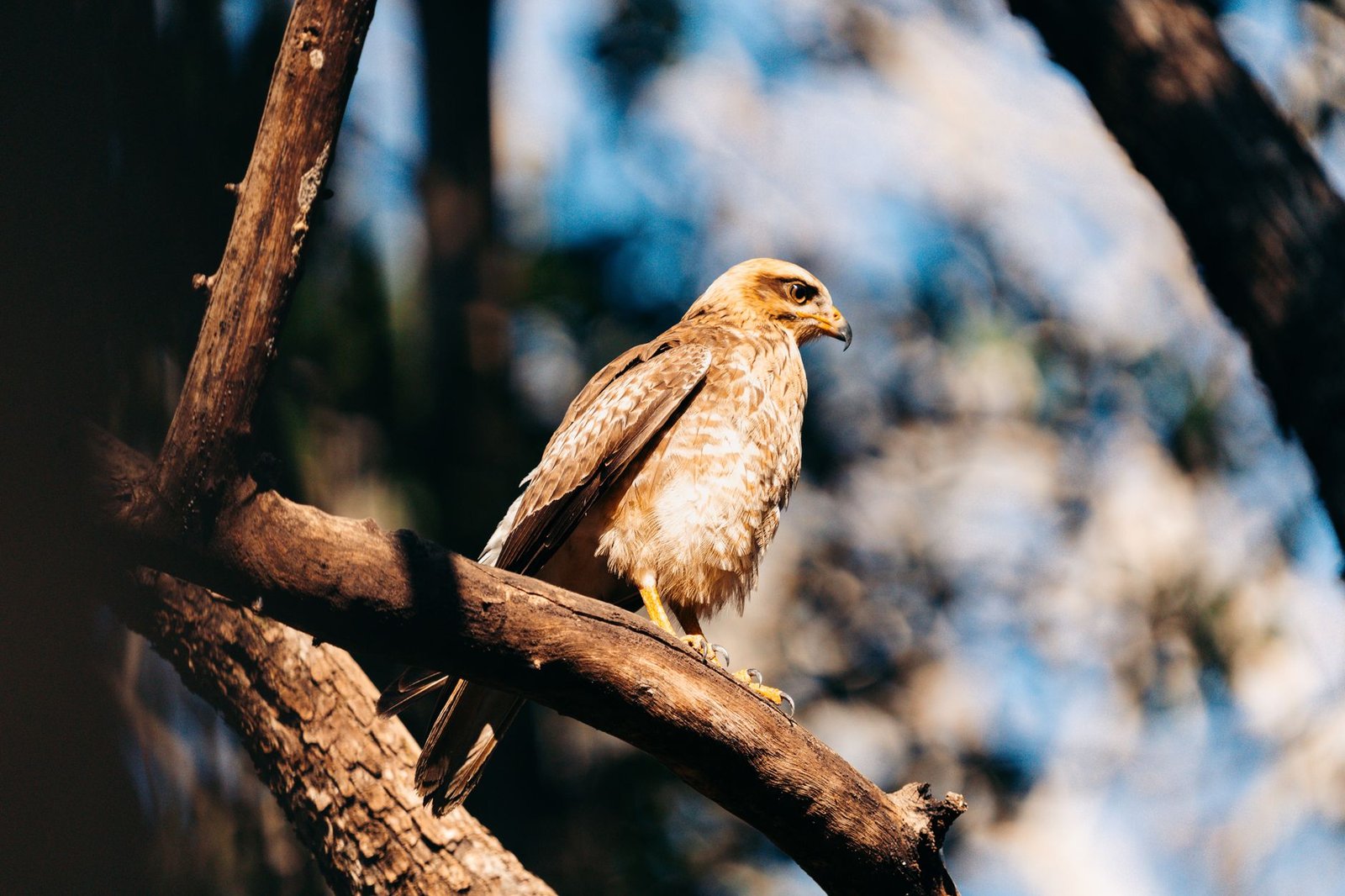 Fedwatch Turns Hawkish With 57% Odds of September Rate Increase