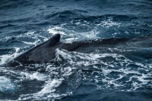Mystery Whale Dumps $486 Million in Bitcoin Over Three Weeks
