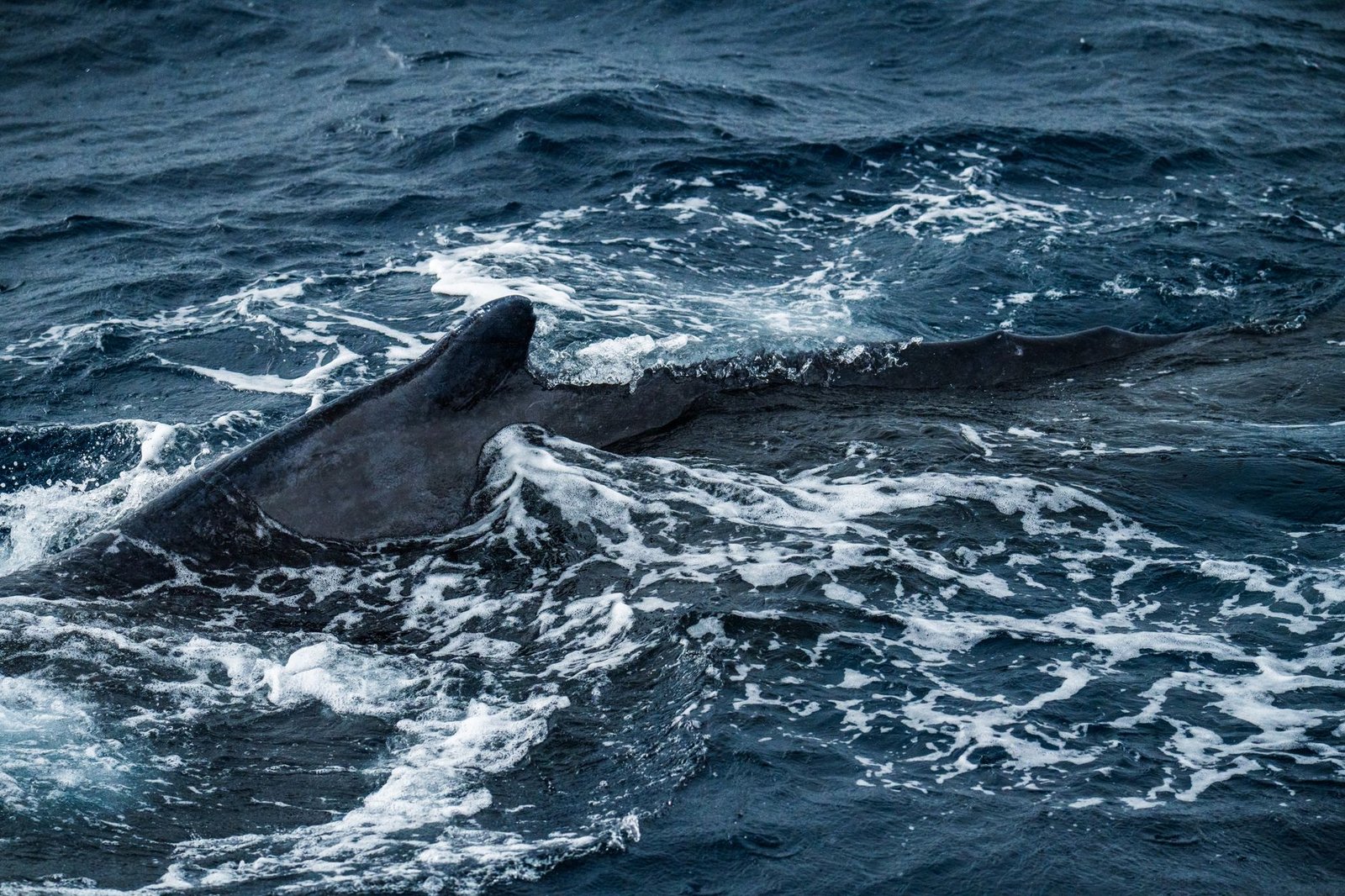 Mystery Whale Dumps $486 Million in Bitcoin Over Three Weeks