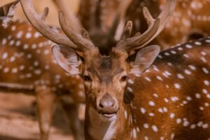Bitdeer Lands $4.7 Billion AI Deal as Shares Surge 12%