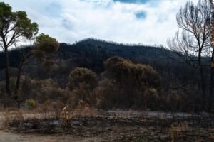 US Senators Target Wildfire Bets in New CFTC Rule Fight
