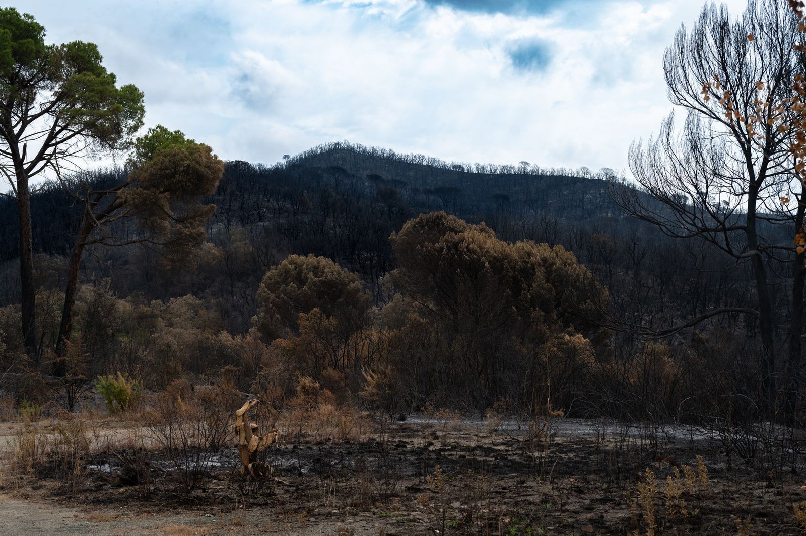 US Senators Target Wildfire Bets in New CFTC Rule Fight