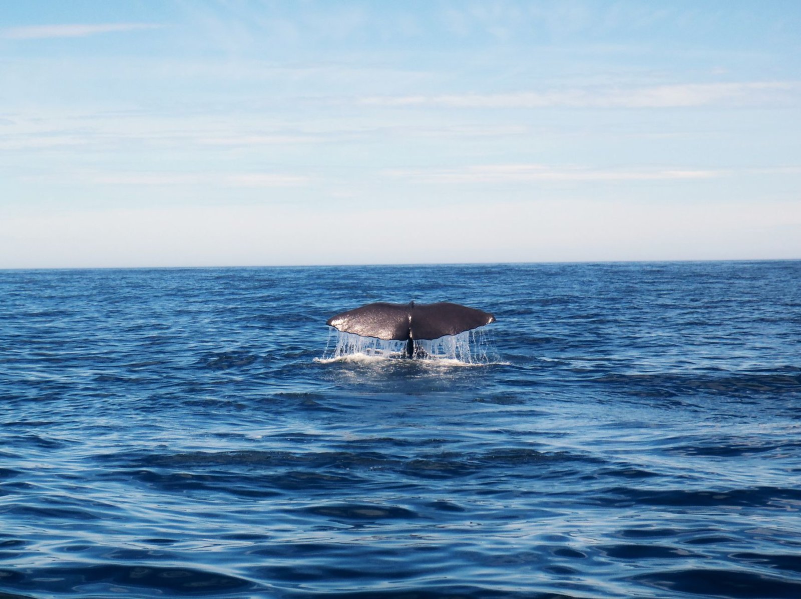 XRP whales keep buying the dip, but ether shows deeper capitulation