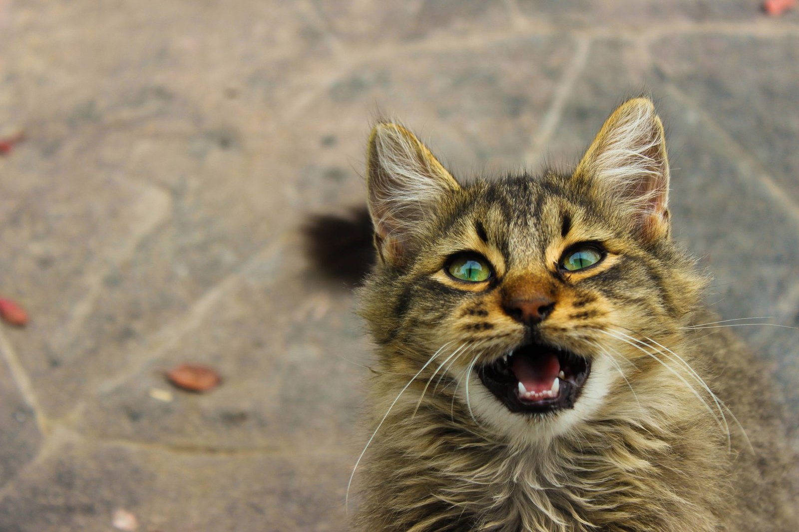 Your Cat’s Unique Vocalization May Mimic the Sound of an Infants Cry