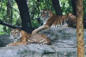 Sequoia, Tiger Global Circle Kalshi in Fresh $1B Funding Talks: Report