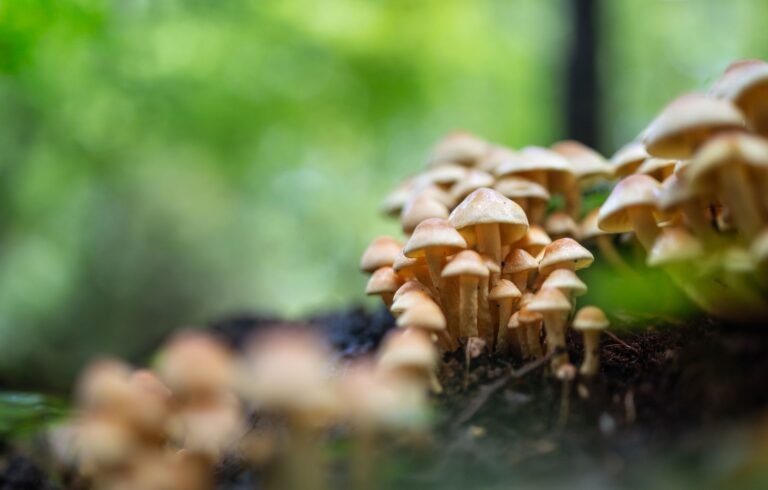 'Money Mushroom' Moved A Nasdaq Penny Stock, But Its 'Tokenized Stock' Is A Memecoin Too