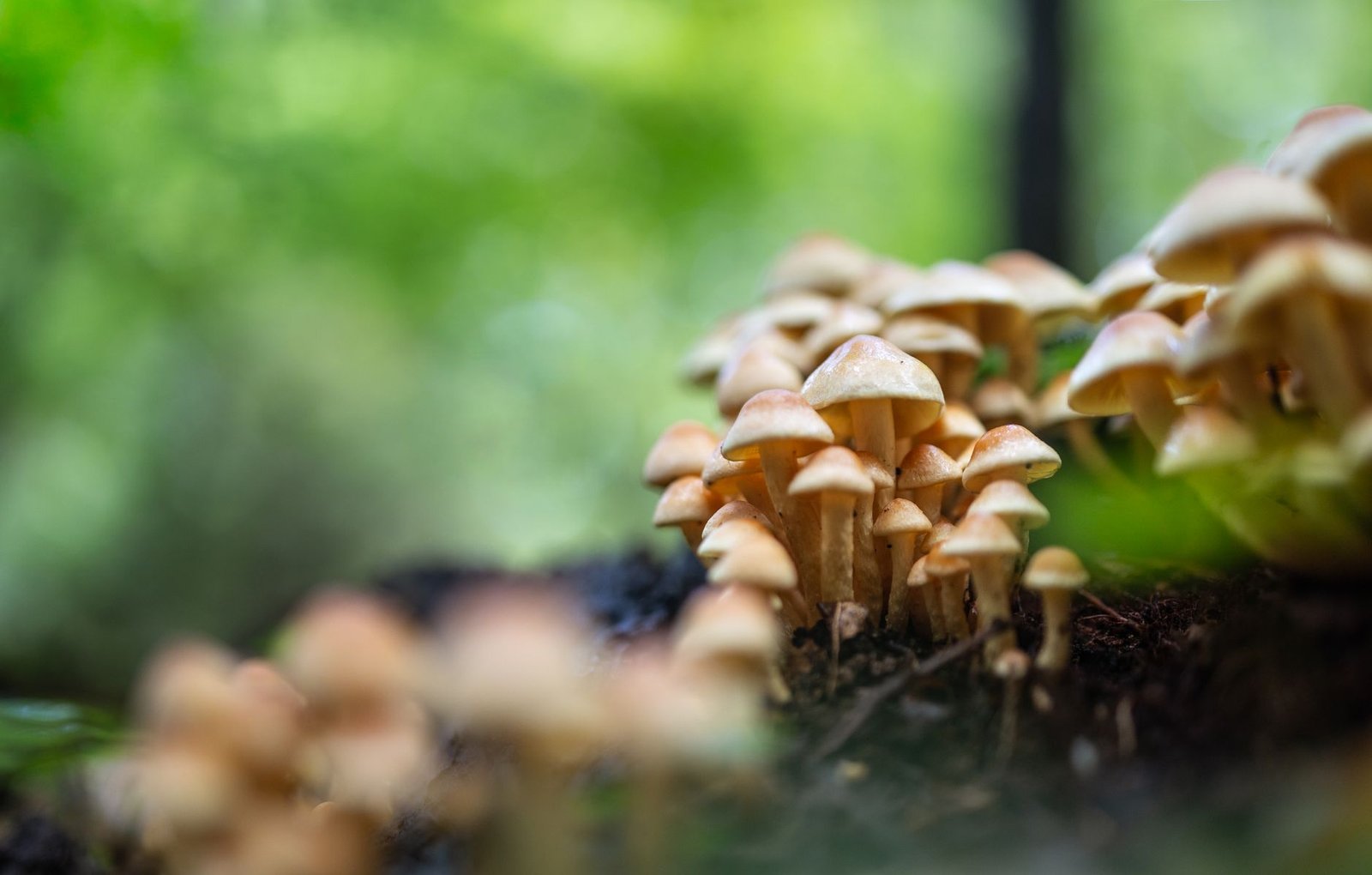 'Money Mushroom' Moved A Nasdaq Penny Stock, But Its 'Tokenized Stock' Is A Memecoin Too