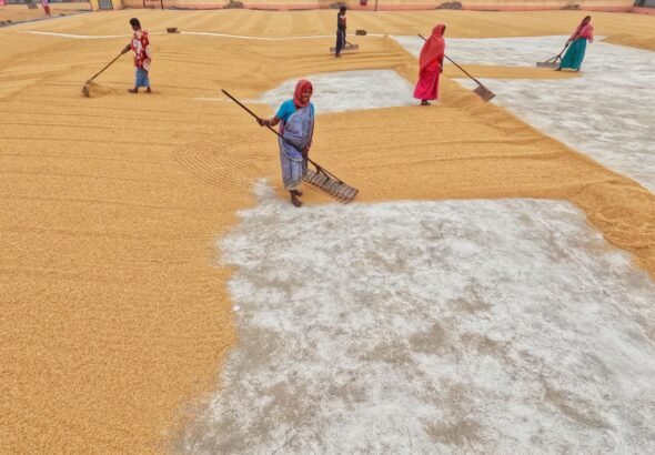 India’s Arya.ag to put grain ownership records on Avalanche