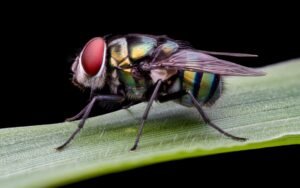 Zano Inflation Bug Forces Blockchain to Wipe an Entire Day of History