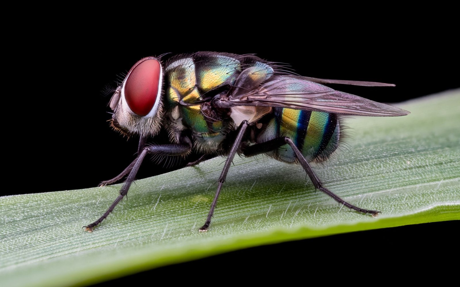 Zano Inflation Bug Forces Blockchain to Wipe an Entire Day of History