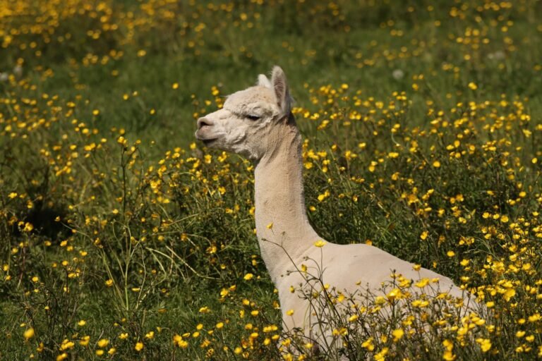 Bullish, Alpaca and Apex Fintech form coalition to push issuer-backed tokenized stocks