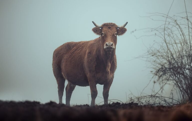 Liquid Hack Leaves Bull Bitcoin Users Facing 30-Day Wait to Reclaim BTC