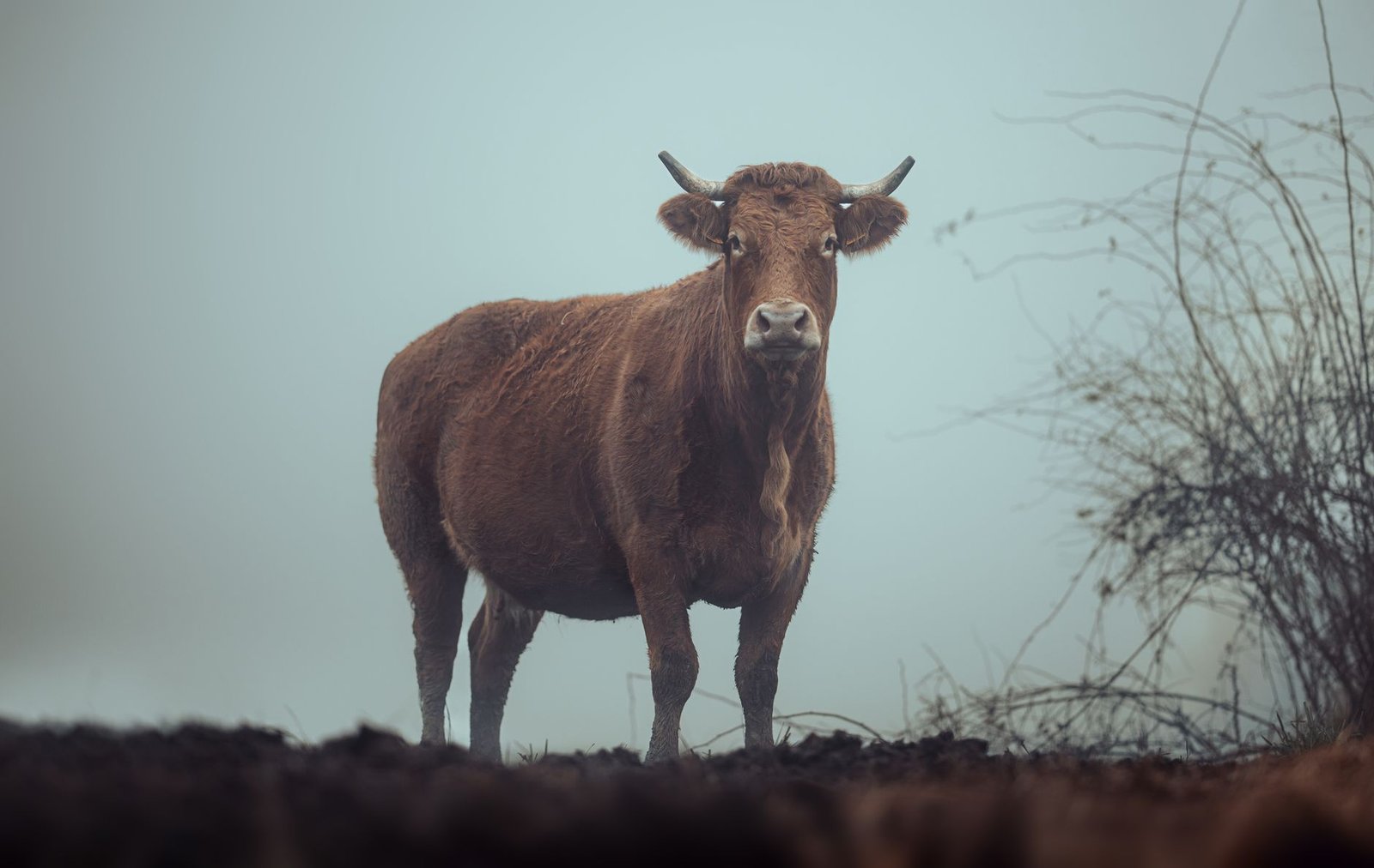 Liquid Hack Leaves Bull Bitcoin Users Facing 30-Day Wait to Reclaim BTC