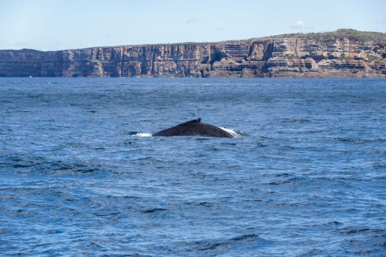 ICO Era Whale Buys ETH at $2,794 as Ethereum Price Now Sits At $2,720