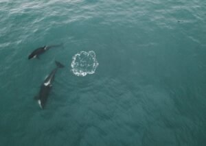 A Whale Sold 16,976 SOL to Buy STONK’s 33% Dip; Then Came It’s All-Time High