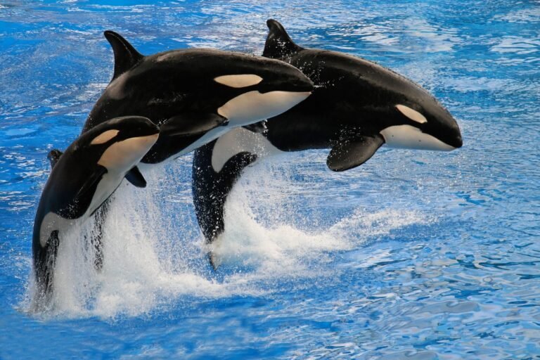 New Bitcoin whales spark sell-side risk as unrealized gains hit $9B