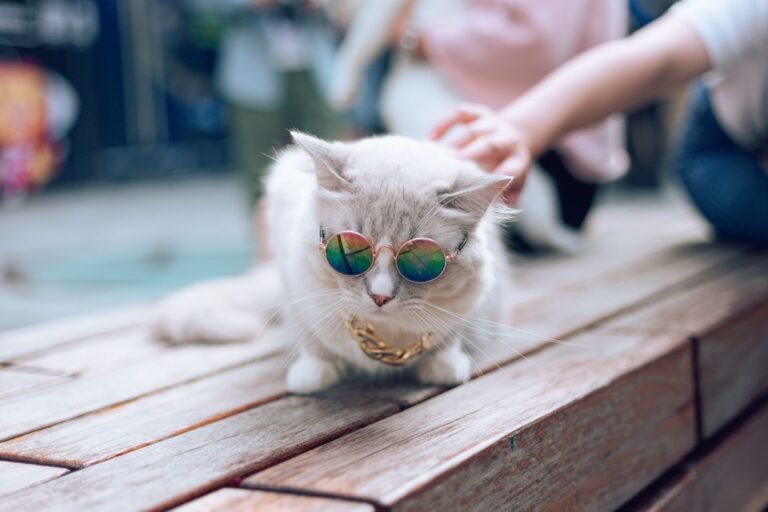 This cat memecoin has paid holders $2.8 million in Zcash as ZEC tops $1,200