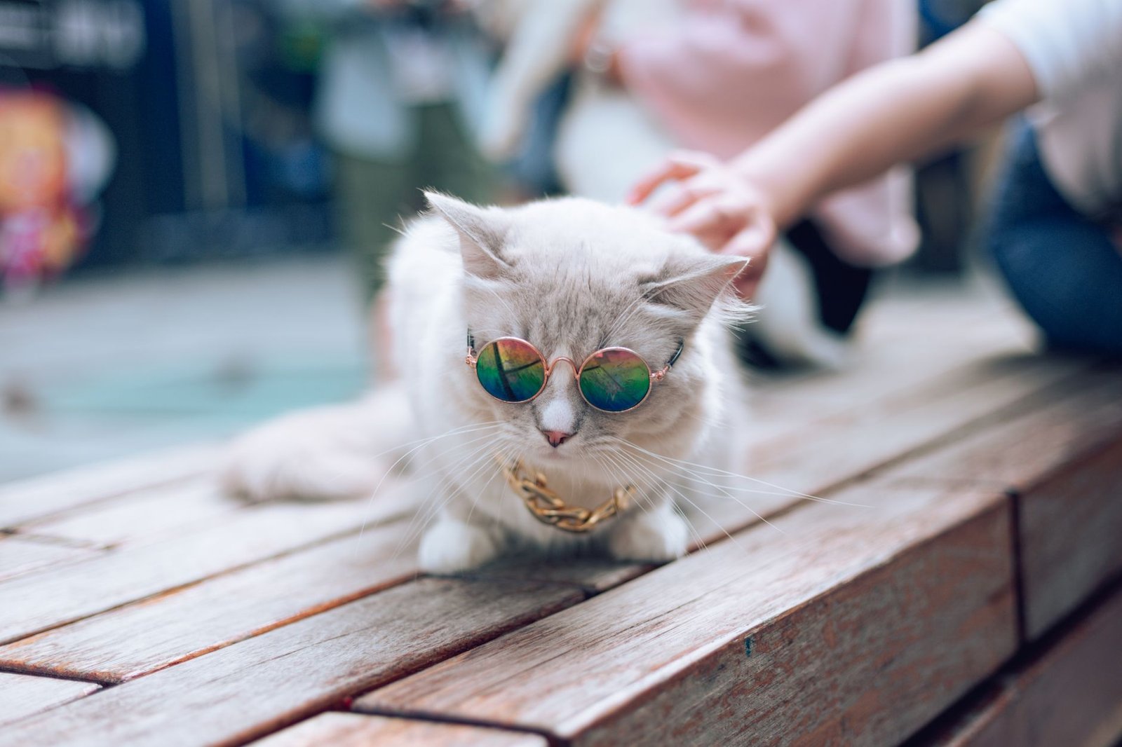 This cat memecoin has paid holders $2.8 million in Zcash as ZEC tops $1,200