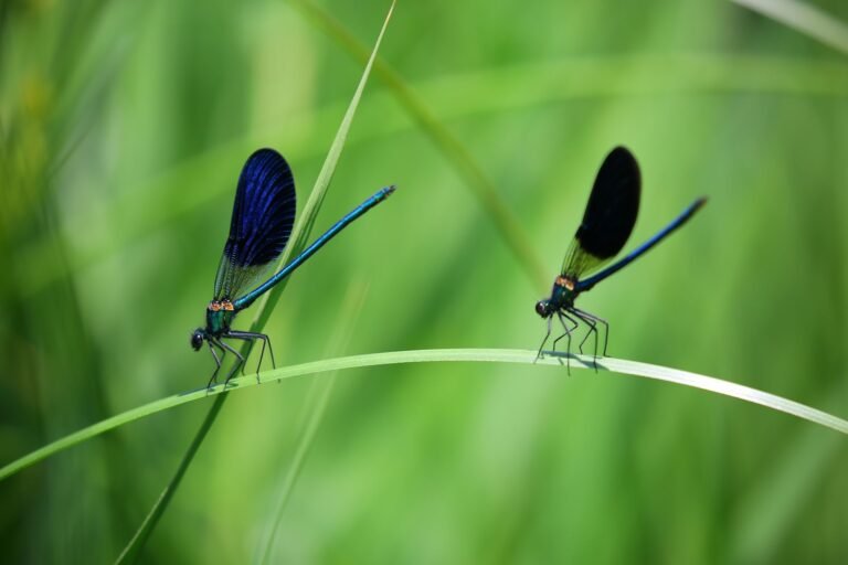 Dragonfly’s Qureshi calls for end to Zcash dev fund after 2028