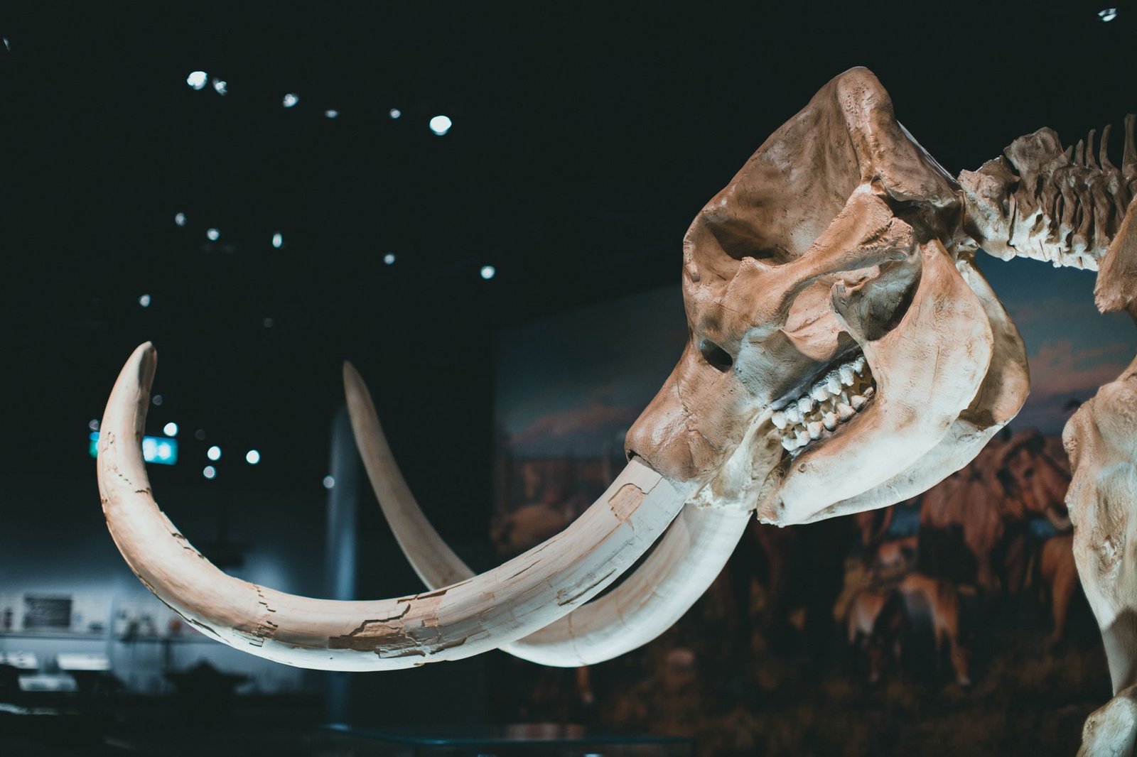DNA From a 42,000-Year-Old ‘Last Neanderthal’ Points to 50,000 Years of Isolation