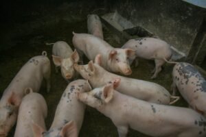 Tether sued over frozen ‘pig butcher’ coins, 6,600 students get crypto loans: Asia Express