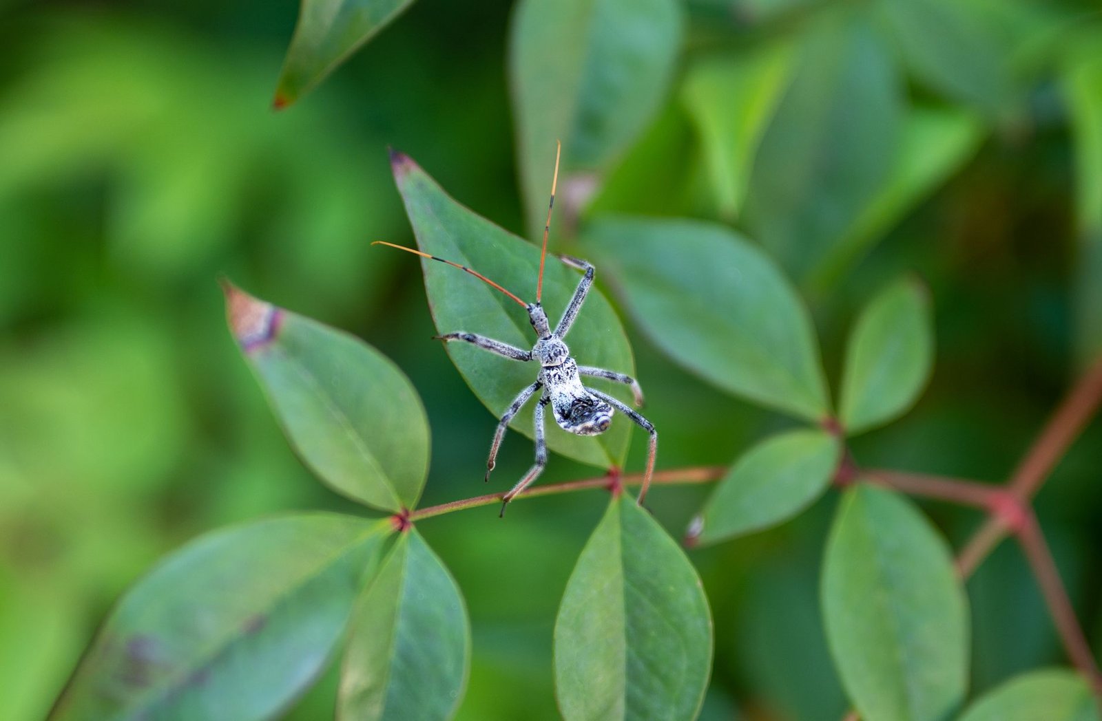bOSMO Bug Leaves Little Backing, Prompts Holder Compensation Plan