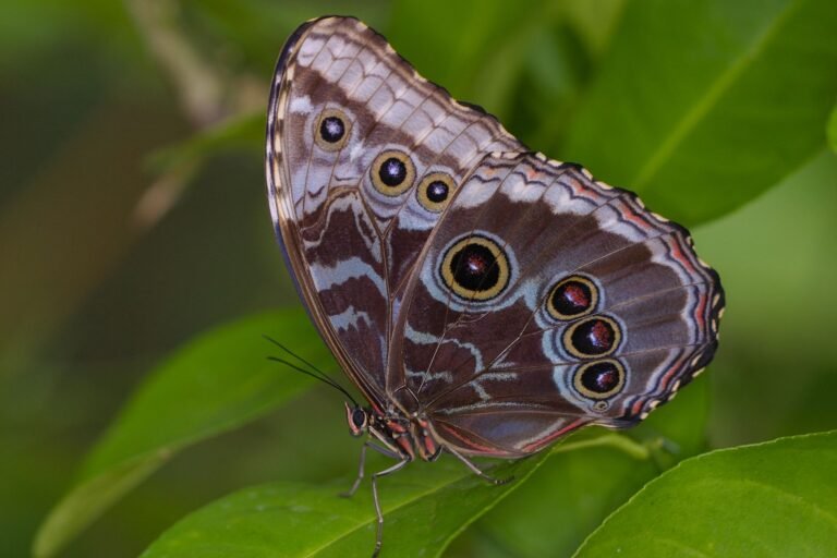 cirBTC Borrowing on Morpho Tops $190 Million as Arc Liquidity Tightens