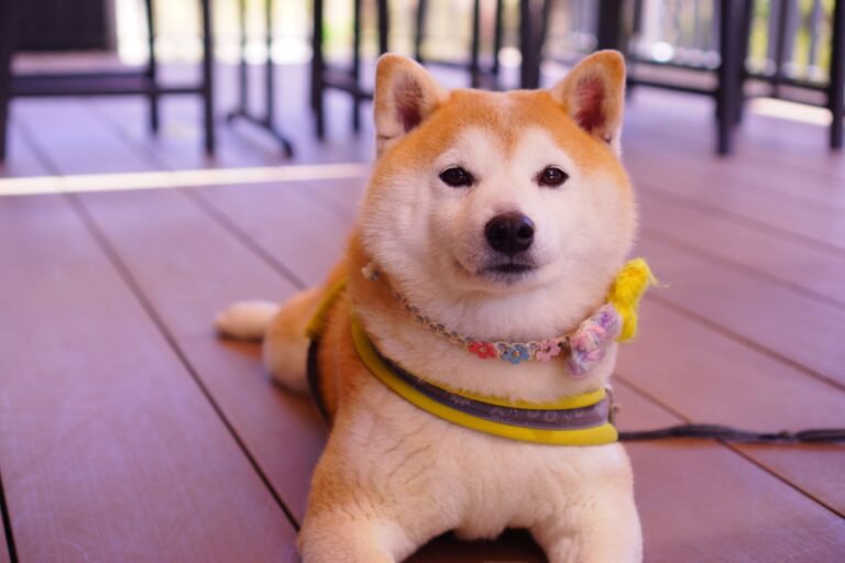Dogecoin Foundation and House of Doge End Exclusive Brand Deal