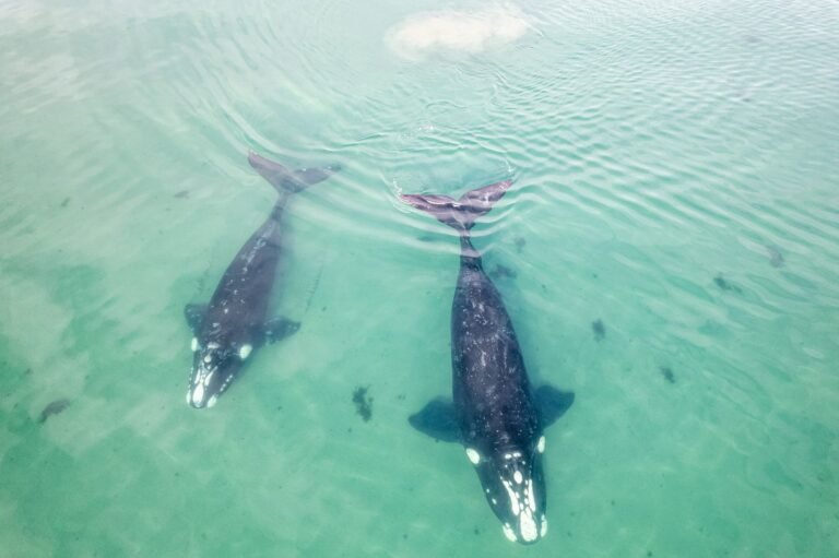 Hyperliquid Whale Down $9 Million This Week Flips to a 20x Tesla Bet