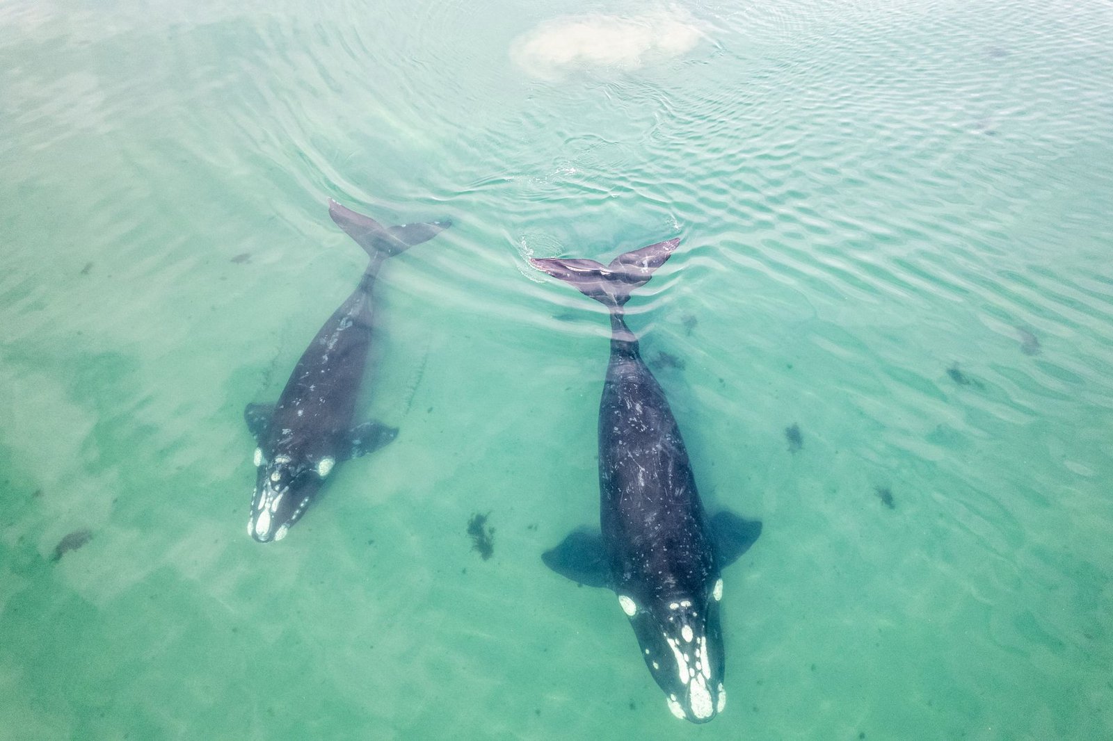 Hyperliquid Whale Down $9 Million This Week Flips to a 20x Tesla Bet