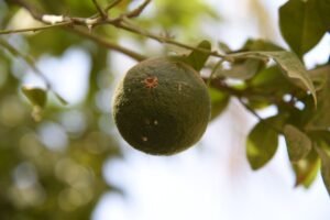 More Orange: Saylor Hints at Growing Strategy’s 848K Bitcoin Stash