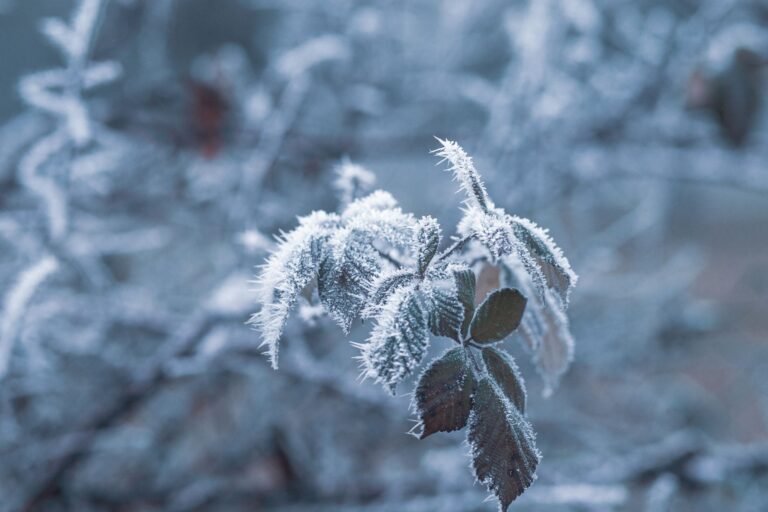 Aave Freezes tBTC Reserve After Threshold Pauses Minting and Redemptions