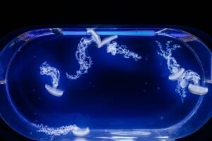NASA Sent Thousands of Jellyfish to Space in 1991. The Babies Born Up There Couldn’t Handle Earth