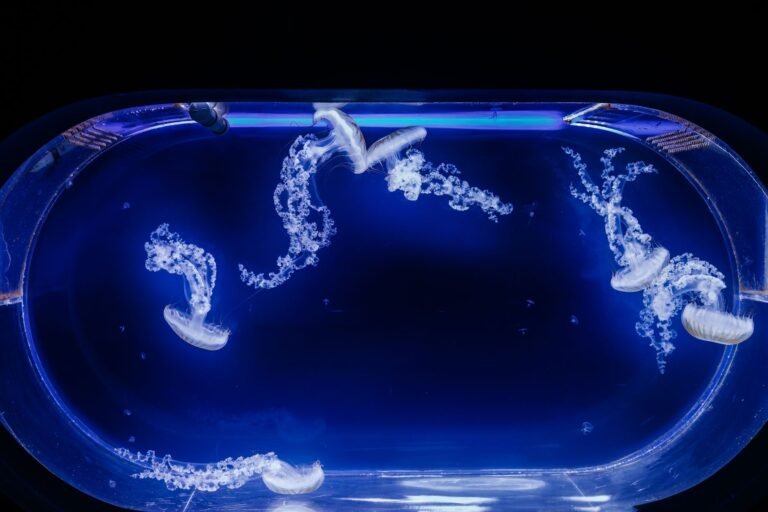 NASA Sent Thousands of Jellyfish to Space in 1991. The Babies Born Up There Couldn’t Handle Earth