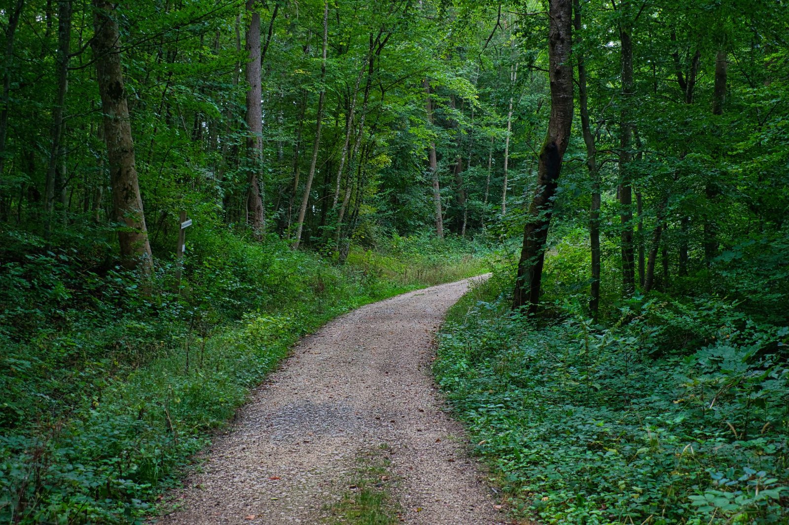 VanEck’s Matthew Sigel: Path to $500k BTC Runs Through Gold