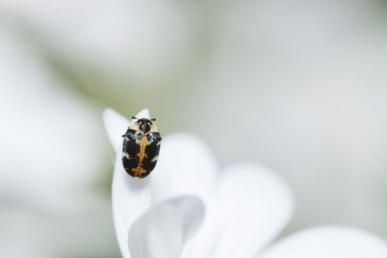 Will gold’s ‘infinite mint bug’ make Bitcoin more valuable?