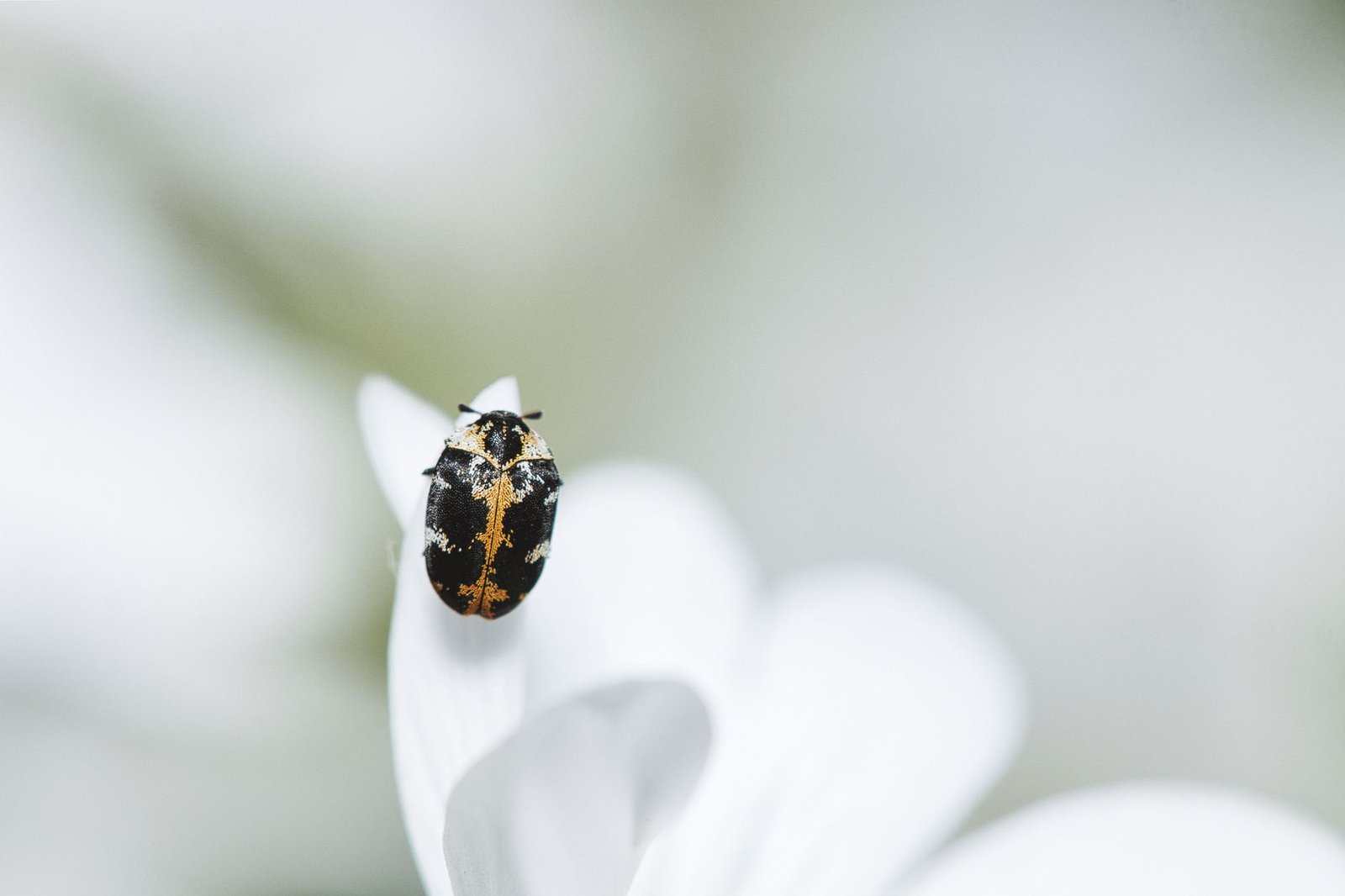 Will gold’s ‘infinite mint bug’ make Bitcoin more valuable?