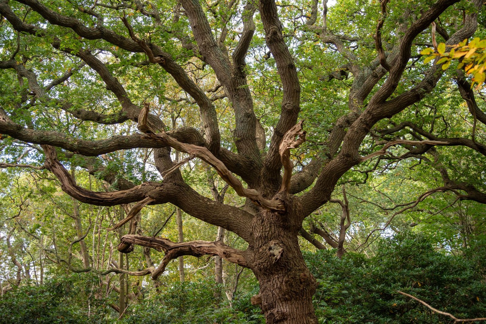 Oak Trees Have a Sneaky Trick to Starve the Caterpillars Eating Them