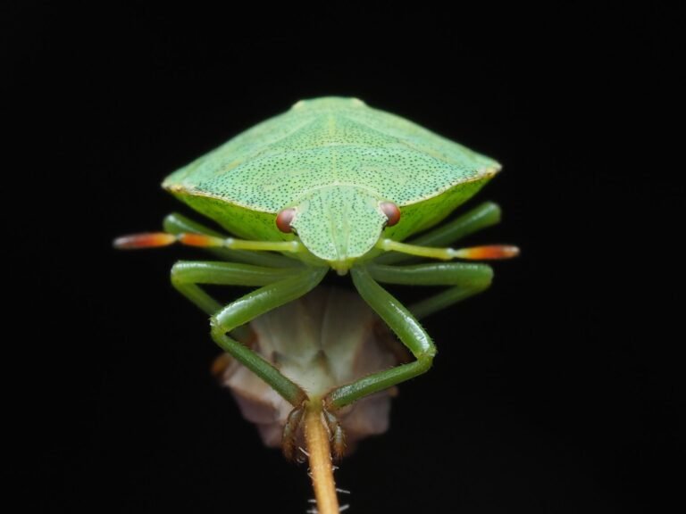 Why a bug that could have threatened XRP's 100 billion supply cap stayed hidden for years