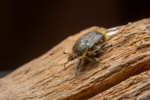 A Decade-Old XRP Ledger Bug Could Have Minted XRP Out of Thin Air