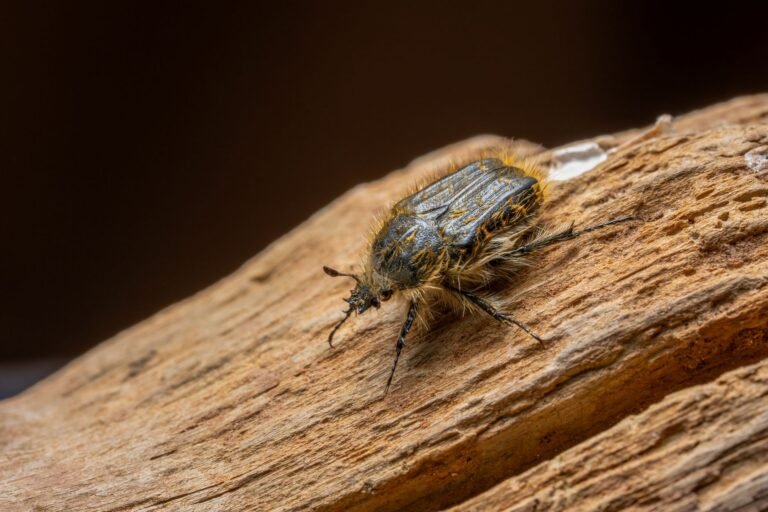 A Decade-Old XRP Ledger Bug Could Have Minted XRP Out of Thin Air