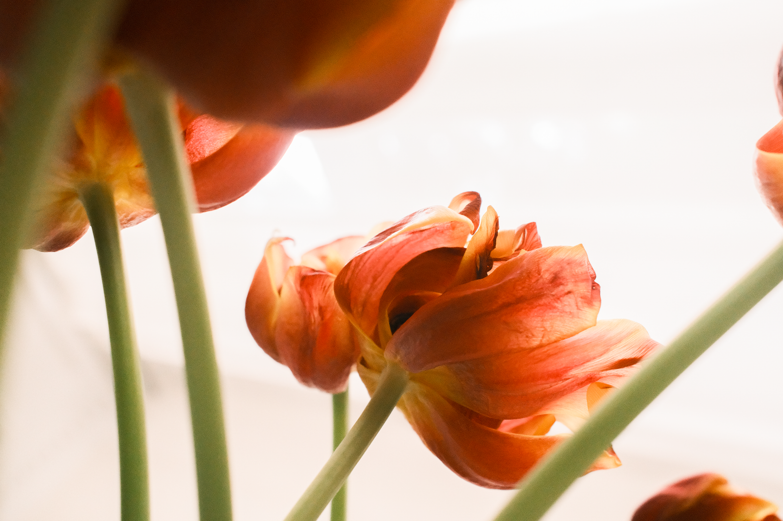 Flying Tulip’s NFT Options Market Tops $5 Million in Volume, Cronje Says