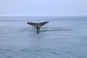 A $377M Bitcoin Whale Wakes up While Another Dumps BTC for Ether