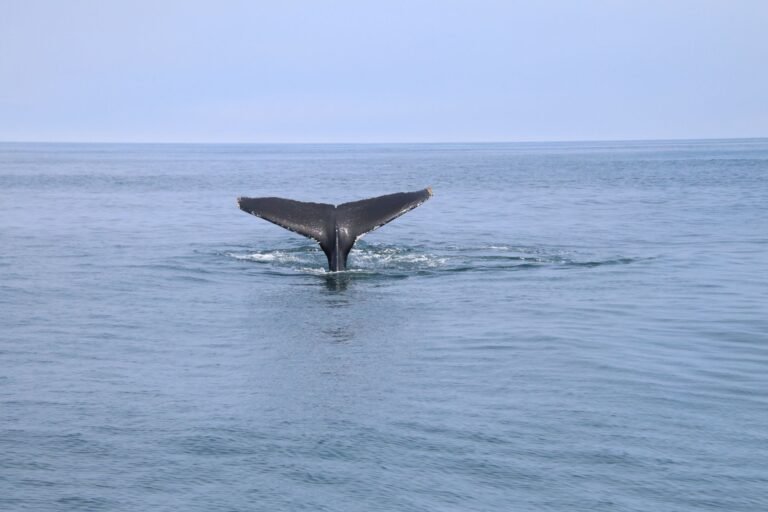 A $377M Bitcoin Whale Wakes up While Another Dumps BTC for Ether
