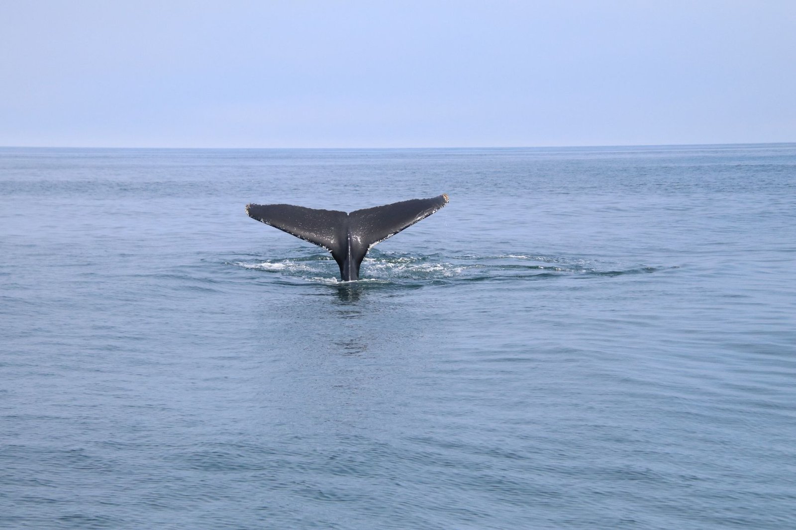 A $377M Bitcoin Whale Wakes up While Another Dumps BTC for Ether
