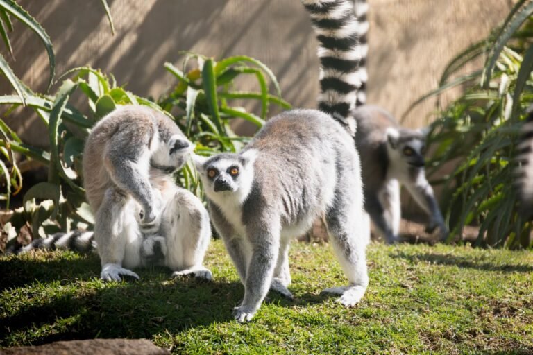 US Charges Six in Alleged Madagascar NFT Wallet-Draining Scheme