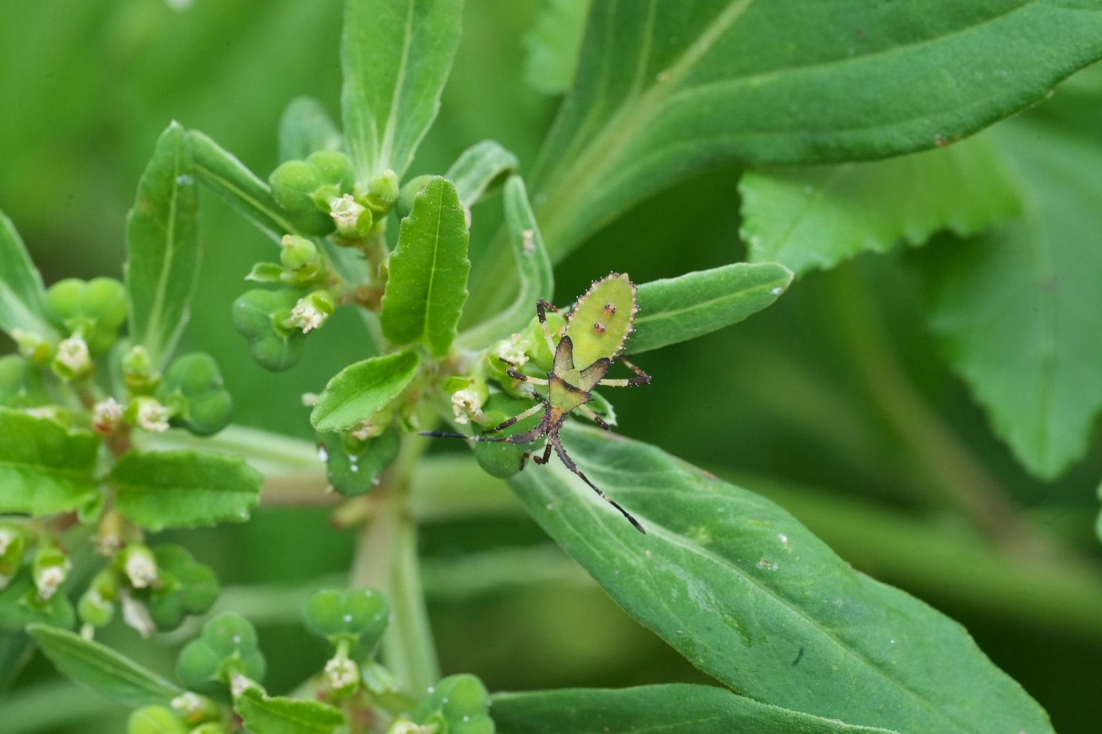 Succinct Patches SP1 Bug That Could Let Invalid Proofs Pass