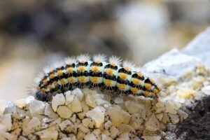 Anthropic warns ‘AI worms’ may autonomously spread across devices like a virus